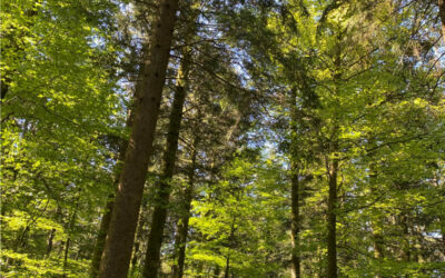 Wald im Wandel