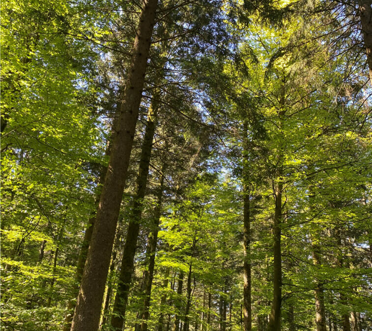Wald im Wandel